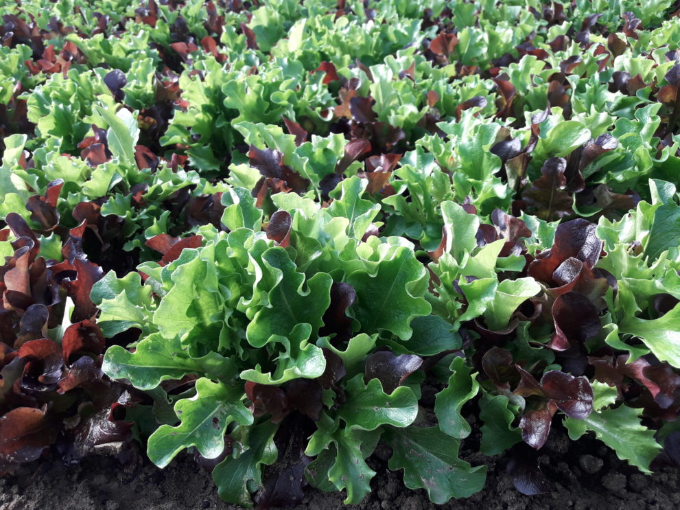 Man sieht Salat, der in die Gemüsekiste für das Pro-Bio-Abo kommen soll